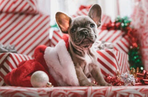 Ways to Celebrate the Holidays with Your Fur Babies