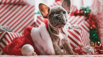 Ways to Celebrate the Holidays with Your Fur Babies