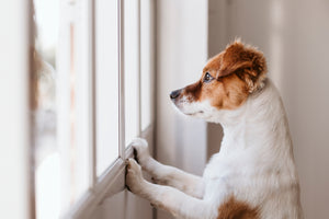 Dog Separation Anxiety Solutions