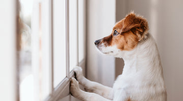 Dog Separation Anxiety Solutions