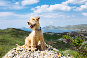 Hiking With Your Pooch: Tips and Preparation